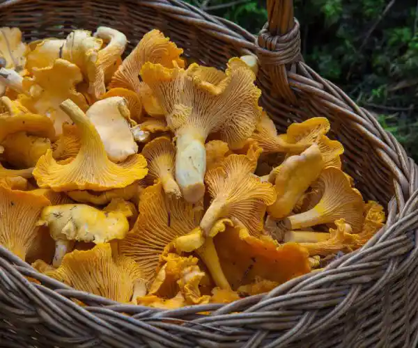 La ville de bordeaux propose un panier de girolles fraiches que le restaurant de la table de trois utilise